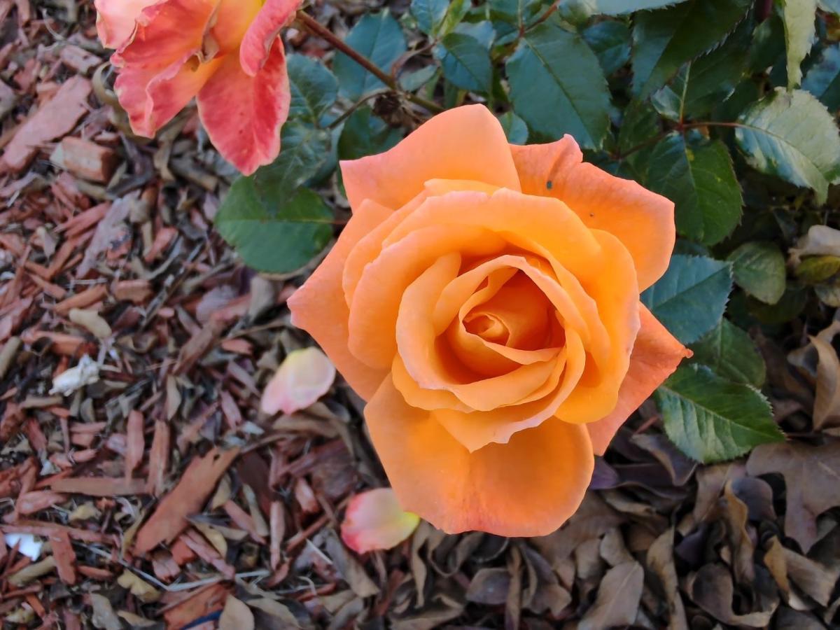 Granbury Gardens Bed And Breakfast 外观 照片