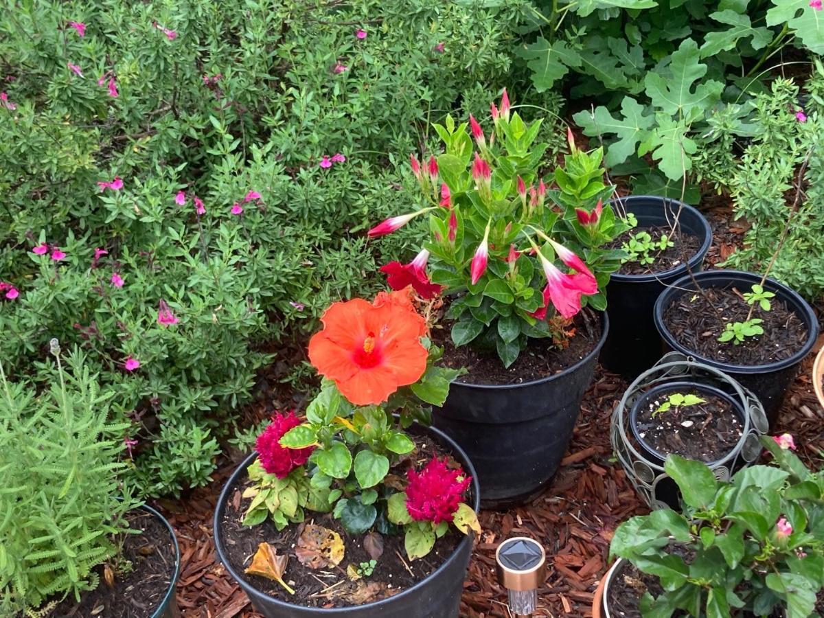 Granbury Gardens Bed And Breakfast 外观 照片